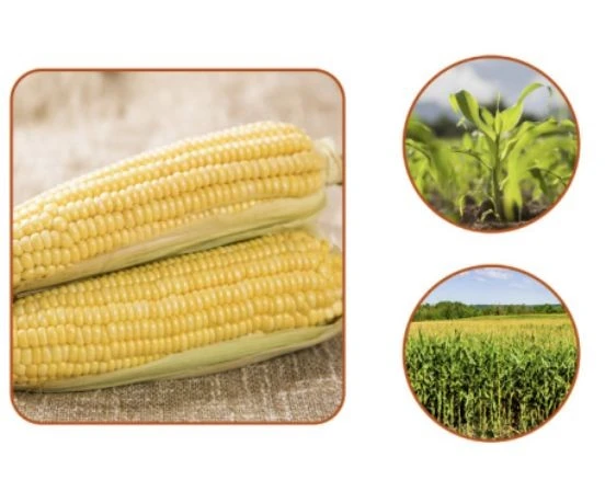Vegetable Corn Oil suppliers